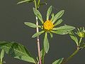 Schwarzfrüchtiger Zweizahn (Bidens frondosa)