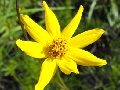 Baja Tickseed (Bidens nudata)