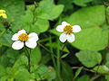 Behaarter Zweizahn (Bidens pilosa)