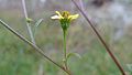 Rio-Grande-Zweizahn (Bidens subalternans)