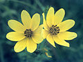 Marsh beggar-ticks (Bidens trichosperma)