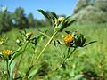 Dreiteiliger Zweizahn (Bidens tripartita)