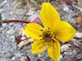 Bidens triplinervia