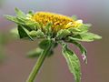 Big devils beggarticks (Bidens vulgata)