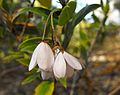 Bluebell creeper (Billardiera heterophylla)