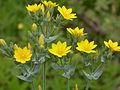 Durchwachsenblättriger Bitterling (Blackstonia perfoliata)