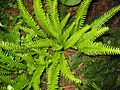 Rippenfarn (Blechnum spicant)