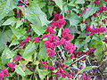 Ähriger Erdbeerspinat (Blitum capitatum)