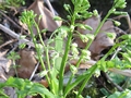 Smooth Rock Cress (Boechera laevigata)