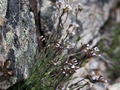 Lyall's rockcress (Boechera lyallii)