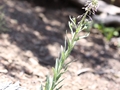 Hairystem rockcress (Boechera pauciflora)