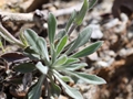 Perennial rockcress (Boechera perennans)
