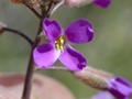 Beautiful rockcress (Boechera pulchra)