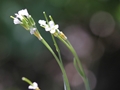 Drummond's rockcress (Boechera stricta)