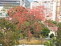 Asiatischer Kapok (Bombax ceiba)