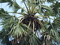 Palmyrapalme (Borassus flabellifer)