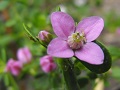 Boronia crenulata