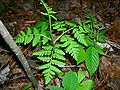 Rattlesnake Fern (Botrychium virginianum)