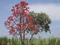 Australischer Flammenbaum (Brachychiton acerifolius)
