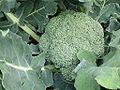 Brokkoli (Brassica oleracea)