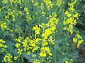 Brauner Senf (Brassica juncea)