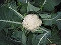 Blumenkohl (Brassica oleracea var. botrytis)