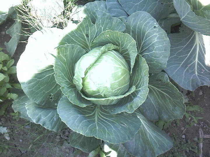 Frühkraut (Brassica oleracea convar. capitata var. alba)