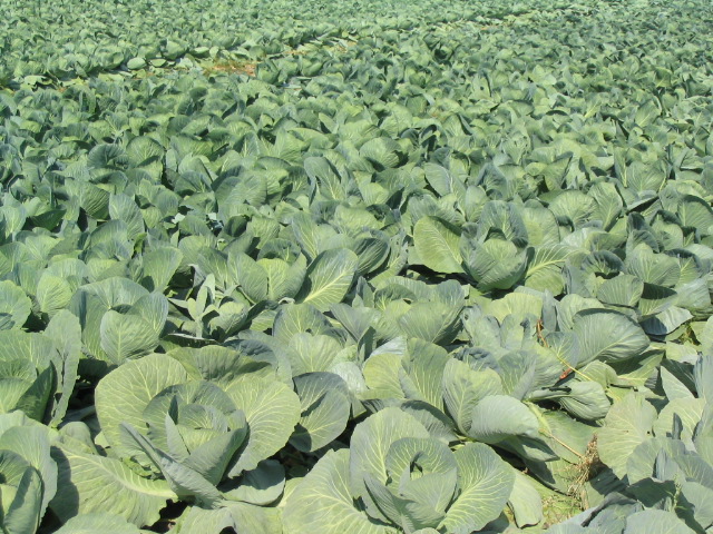 Frühkraut (Brassica oleracea convar. capitata var. alba)