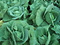 Frühkraut (Brassica oleracea)