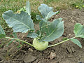 Kohlrabi (Brassica oleracea var. gongylodes)