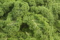 Grünkohl (Brassica oleracea)