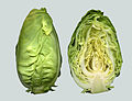 Spitzkohl (Brassica oleracea convar. capitata var. alba)