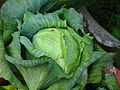 Weißkohl (Brassica oleracea var. capitata f. alba)