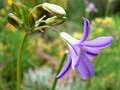 San Clemente Island Brodiaea (Brodiaea kinkiensis)