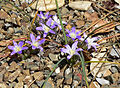 Brodiaea terrestris