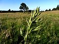 Weiche Trespe (Bromus hordeaceus)