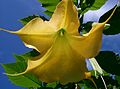 Engelstrompete (Brugmansia suaveolens)