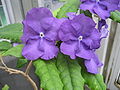 Brazil raintree (Brunfelsia pauciflora)