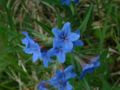 Blauer Steinsame (Buglossoides purpurocaerulea)