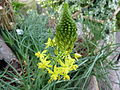 Stelzen-Bulbine (Bulbine frutescens)