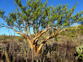 Elephant tree (Bursera microphylla)