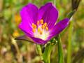 Fringed Redmaids (Calandrinia ciliata)