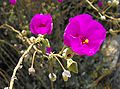 Rock Purslane (Calandrinia grandiflora)