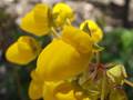 Calceolaria salicifolia