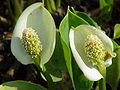 Drachenwurz (Calla palustris)