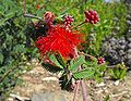 Baja fairy duster (Calliandra californica)