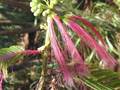 Calliandra calothyrsus