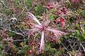 Fairy duster (Calliandra eriophylla)