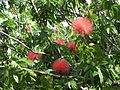 Calliandra haematocephala