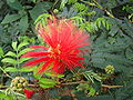 Brasilianischer Puderquastenstrauch (Calliandra tweedii)